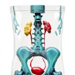 Urology Kindle Book Amazon 105 Page Guide-0
